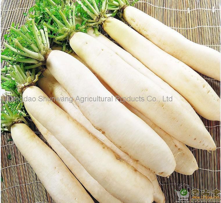 2011 Chinese Top A White Radish,china Oem Price Supplier - 21food