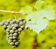 Grape seed extract