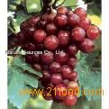 Grape skin extract proantho cyanidin 30%-95%
