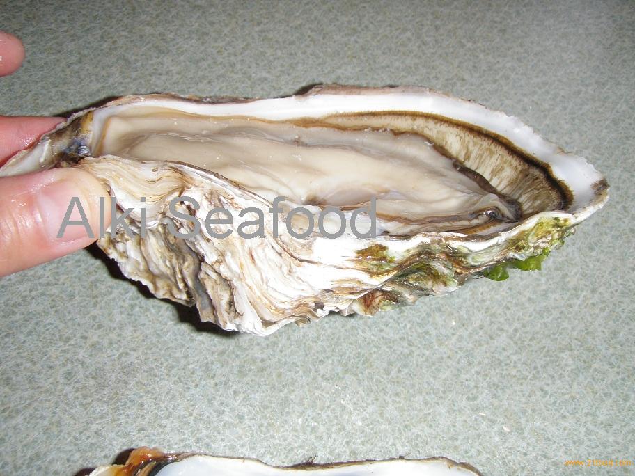 Larger Pacific Oysters--Best quality from United States Selling Leads ...