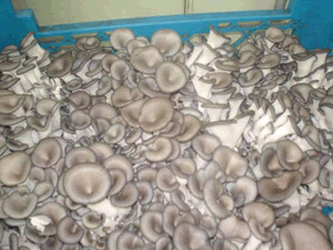 Small mushroom
