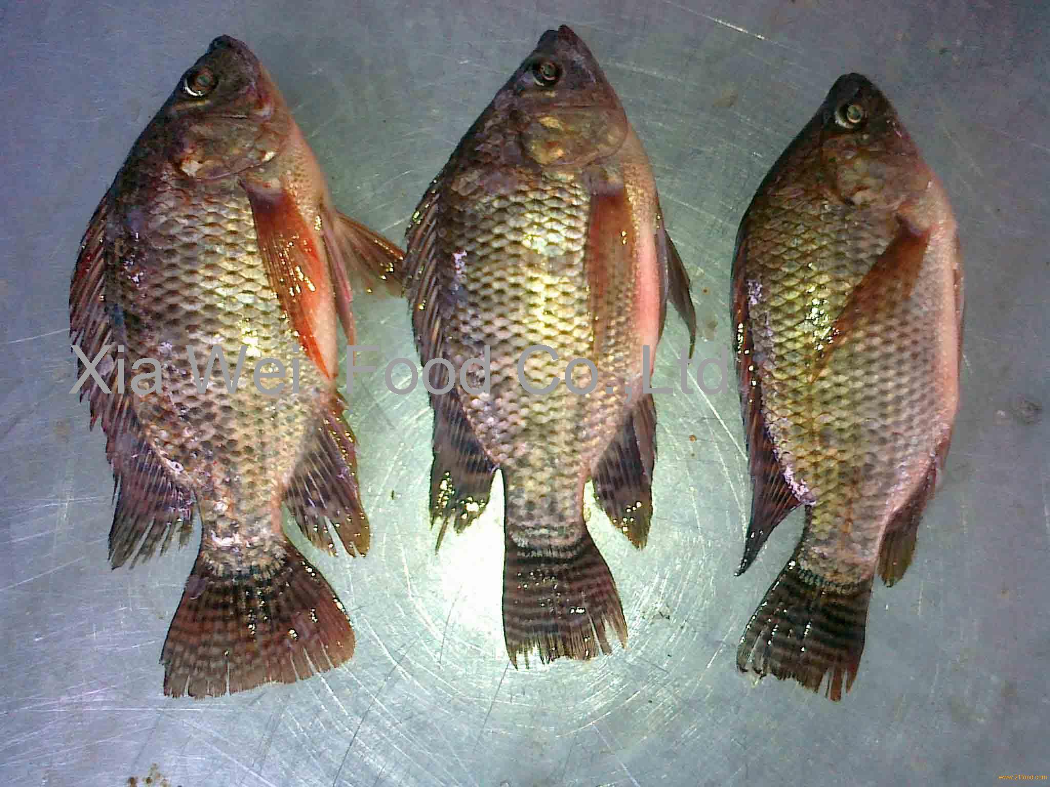 FRESH TILAPIA WHOLE ROUND,China XIA PAI price supplier 21food