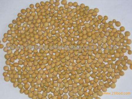 soybean