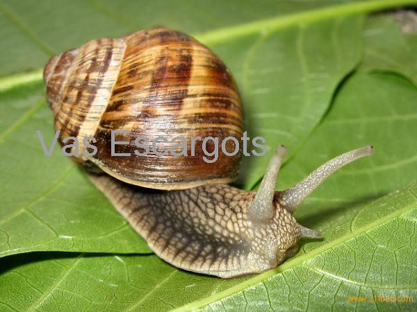 Snails (Helix Aspersa Maxima)