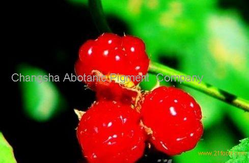 Red Raspberry Extract