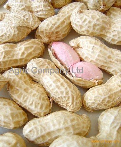 peanuts shell