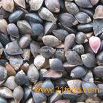 Raw buckwheat with husk,Inner Mongolia Factory,Grop 2012
