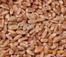 Wheat soft for milling and feed
