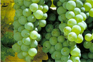 Chardonnay