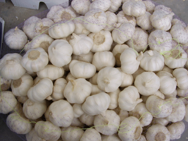 Fresh Garlic