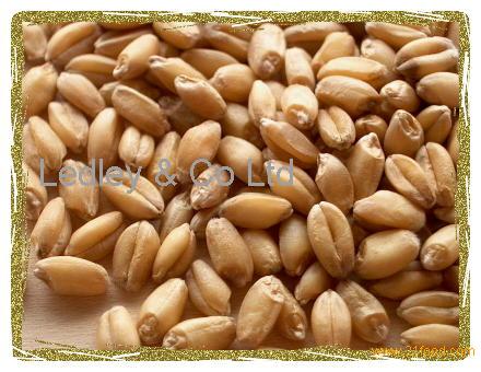 WHEAT FROM CAMEROON
