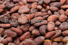 cocoa beans