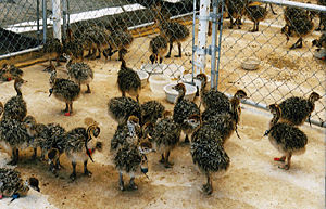 Fetile Ostrich chicks and eggs