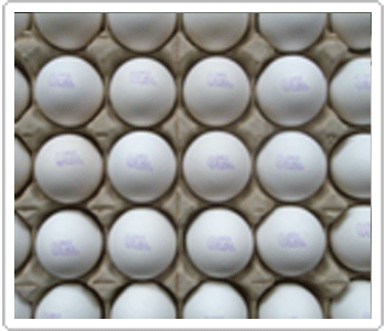 SPF Egg