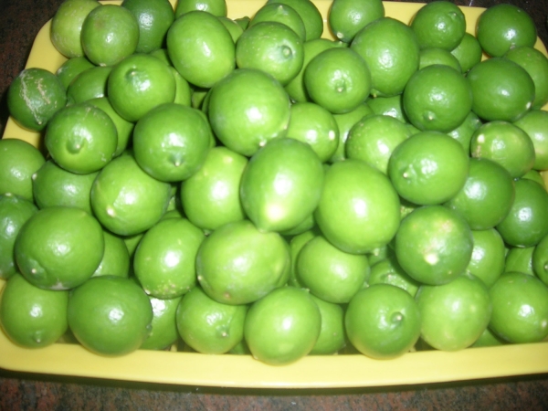Fresh Lemon ( Adalia )