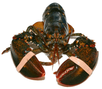 Live  main e lobsters