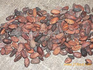 Cocoa beans, Cocoa powder