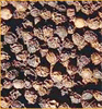 Sell Vietnam Black & White Pepper