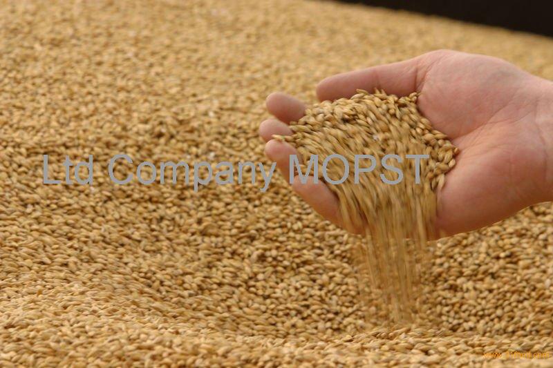 Wheat