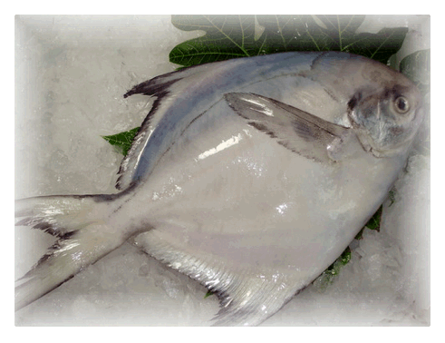 IQF Frozen White Pomfret (Pampus Argenteus)