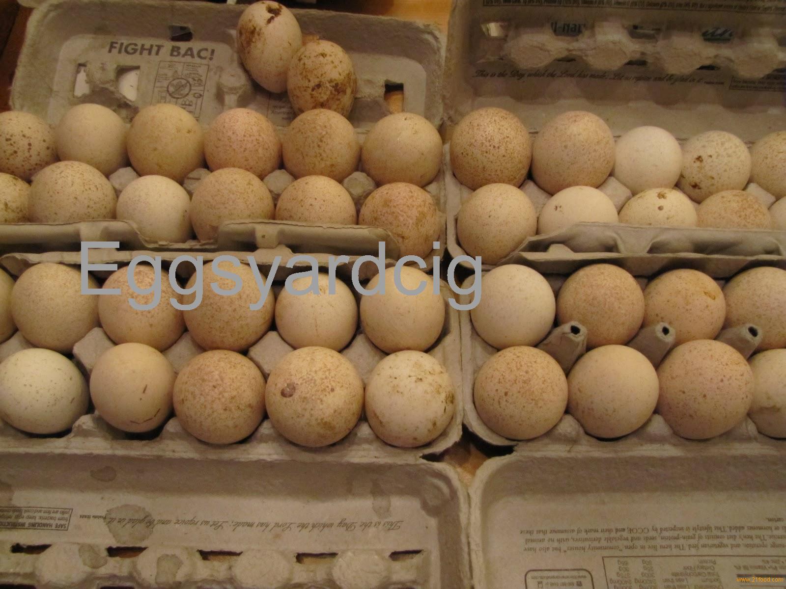 Fertilized turkey eggs.,Cameroon price supplier 21food