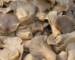 pickled mushrooms