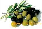 export egyptian olives in barrel