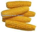 corn cameroon product