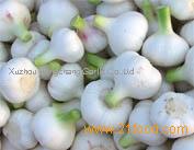 2012 new crop fresh normal white garlic