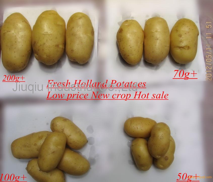 FRESH holland POTATO,China price supplier - 21food