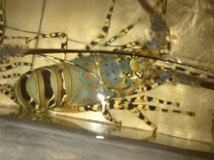 Tiger Lobster