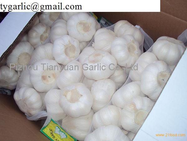 2012 new crop of pure white garlic