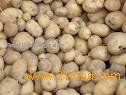IRISH POTATOES