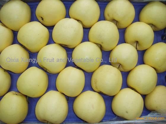 Golden Apple Fresh Apple Yantai Apple Apple Golden Delicious Apple China Xiangyu Price Supplier 21food