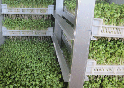 Full autmatic High Quality Bean Seeding Machine
