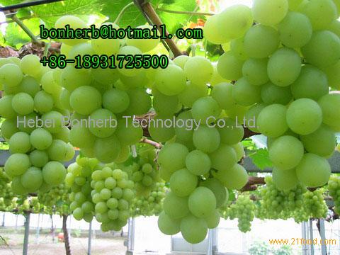 grape seed extract