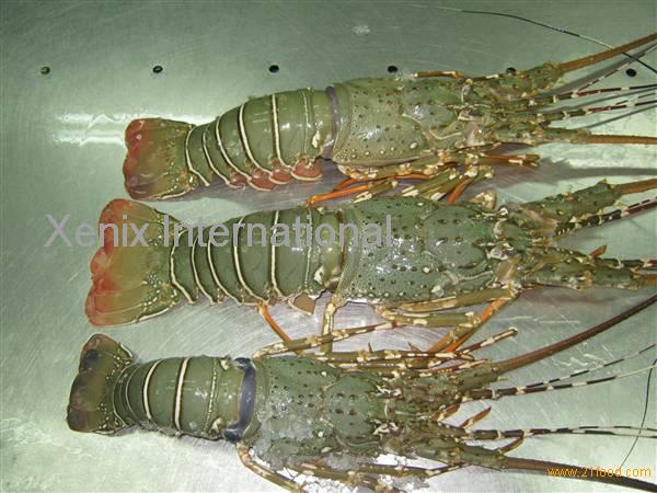 Lobster,bangladesh Price Supplier - 21food