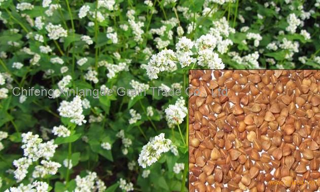 Roasted buckwheat kernels