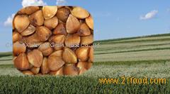 New Roasted Buckwheat Kernel