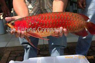 Super Red Arowana Fishes of breed and sizes for sale,South Africa - 21food