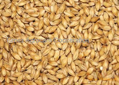 Feed barley