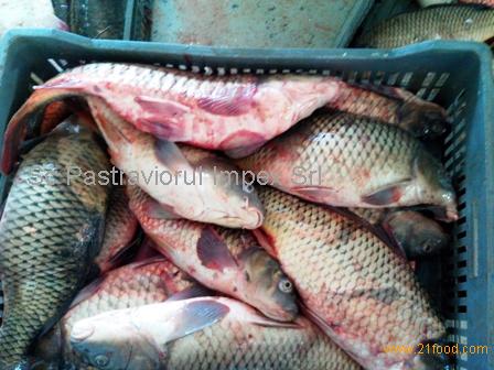 Wild Carp,Romania price supplier - 21food