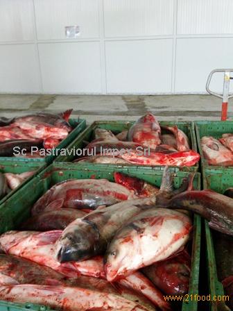 Wild Carp,Romania price supplier - 21food