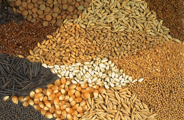 Plants  Seeds  and  Grains 