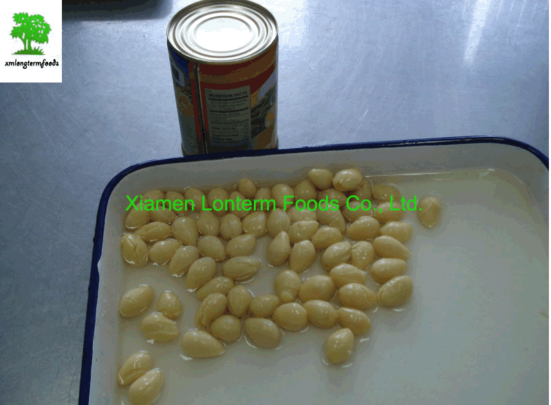 Canned gingko nut in tins