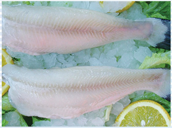 IQF fresh channel catfish fillet