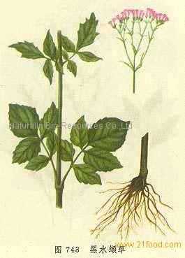 Valerian Root Extract