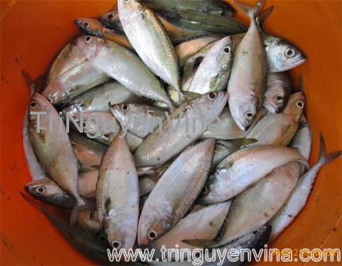 indo pacific mackerel,Vietnam price supplier - 21food