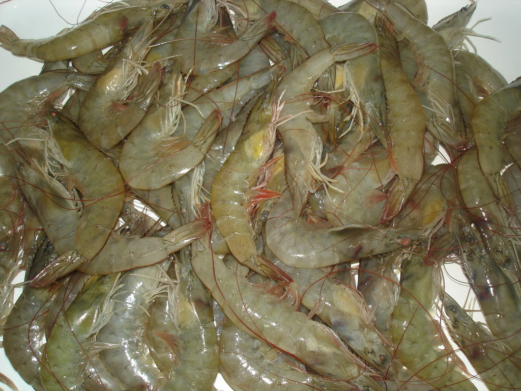 Vannamei Shrimp HOSO products,Canada Vannamei Shrimp HOSO supplier