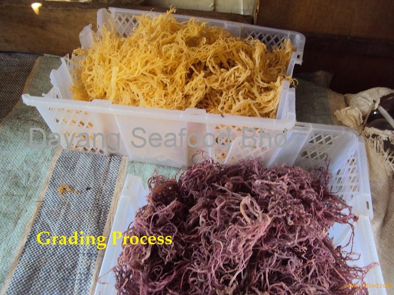 Seaweed supplier clearance malaysia